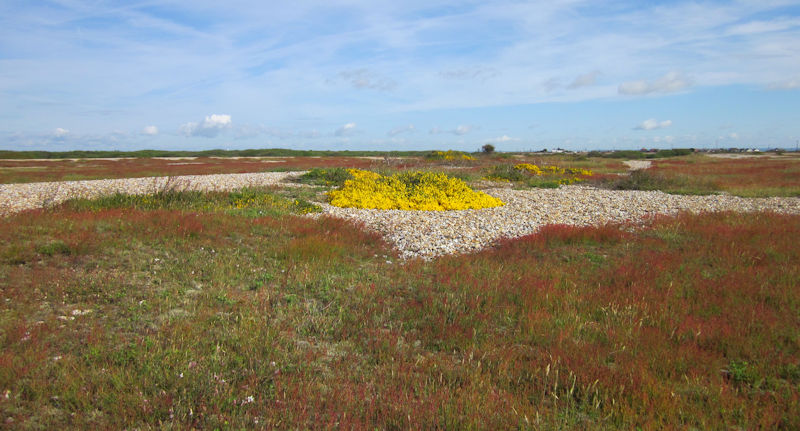 Dungeness National Nature Reserve